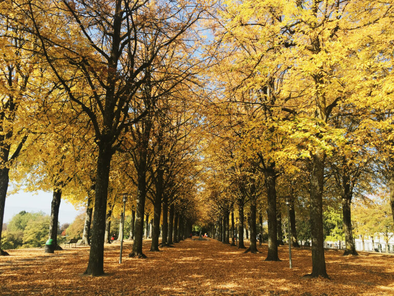 Vue du parc de Valency durant l'automne